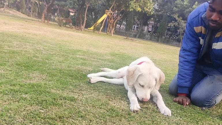 Cognizant sacked a Noida employee who brutally beat up his dog