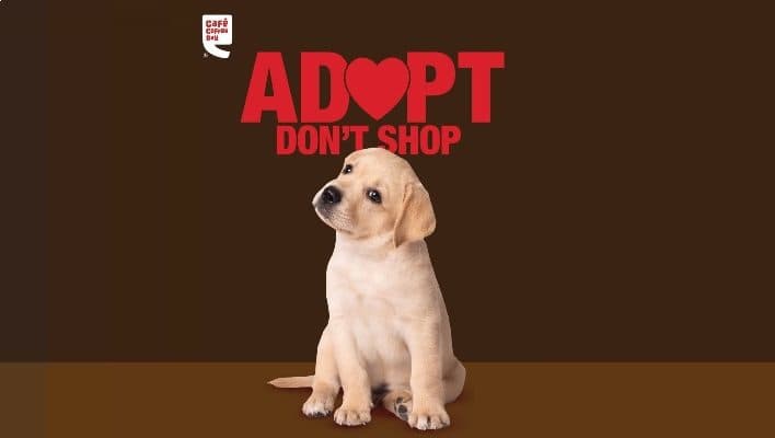 Café Coffee Day is organizing pet adoption drive in Bengaluru on Valentine’s Day