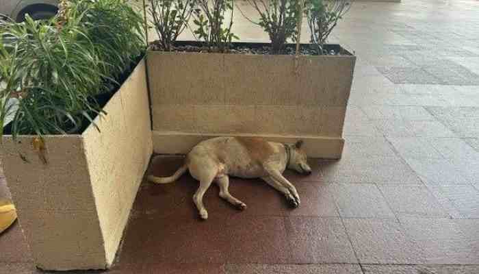 Netizens praise Ratan Tata for welcoming dogs at Taj Mahal Hotel